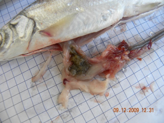 Probebefischung Dez.2009 021.jpg